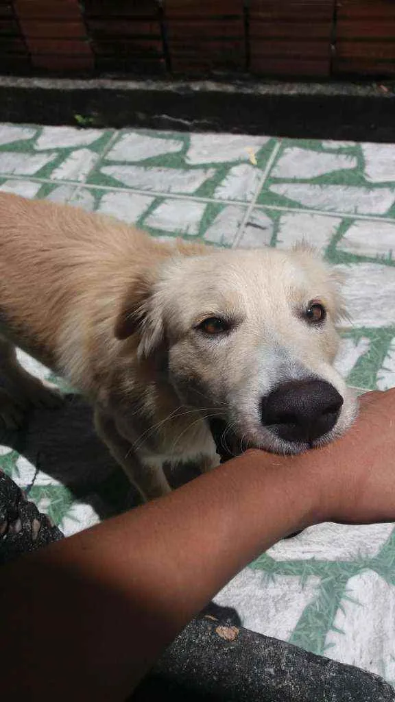Cachorro raça Vira lata Caramelo  idade 7 a 11 meses nome Sem nome 