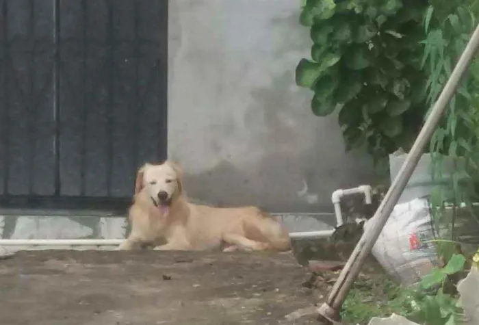 Cachorro raça Vira lata Caramelo  idade 7 a 11 meses nome Sem nome 