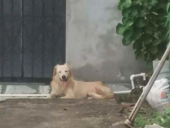 Cachorro raça Vira lata Caramelo  idade 7 a 11 meses nome Sem nome 