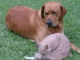 Filhotes Labrador