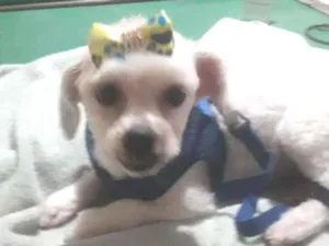 Cachorro raça Poodle idade 5 anos nome Shaisa