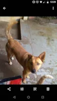 Capitão