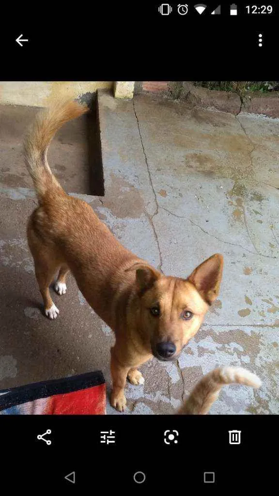 Cachorro ra a Vira lata idade 2 anos nome Capitão