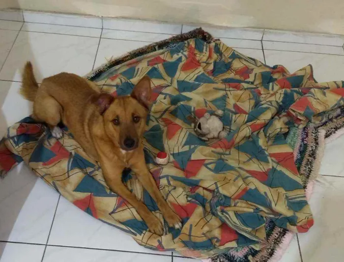 Cachorro ra a Vira lata idade 2 anos nome Capitão