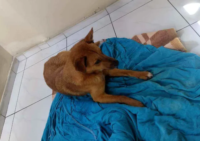 Cachorro ra a Vira lata idade 2 anos nome Capitão