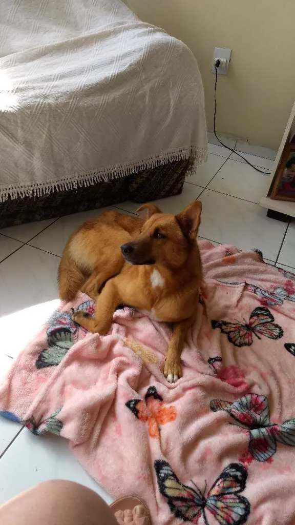 Cachorro ra a Vira lata idade 2 anos nome Capitão