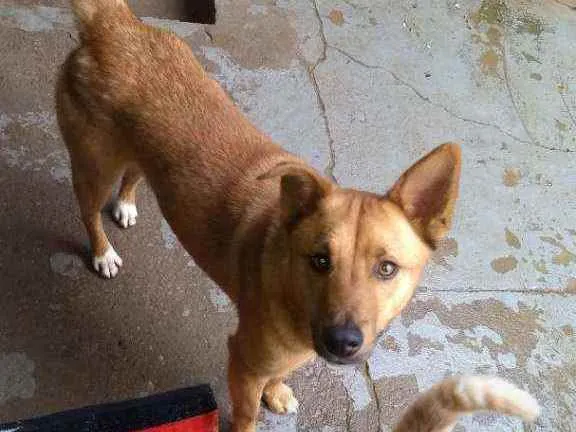 Cachorro ra a Vira lata idade 2 anos nome Capitão