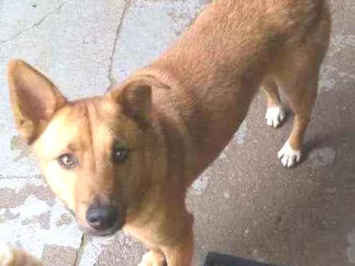 Cachorro ra a Vira lata idade 2 anos nome Capitão