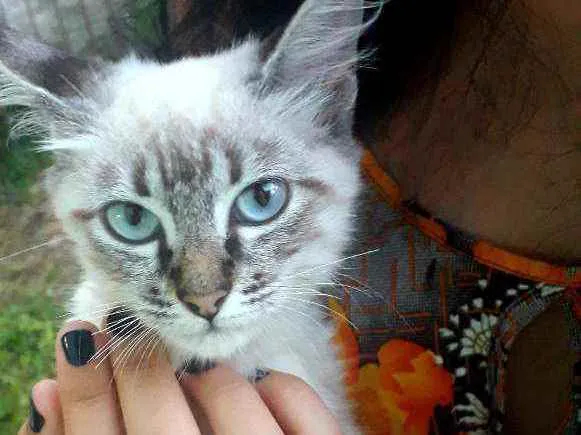 Gato ra a Mistura de siamês  idade 2 a 6 meses nome Sem nome