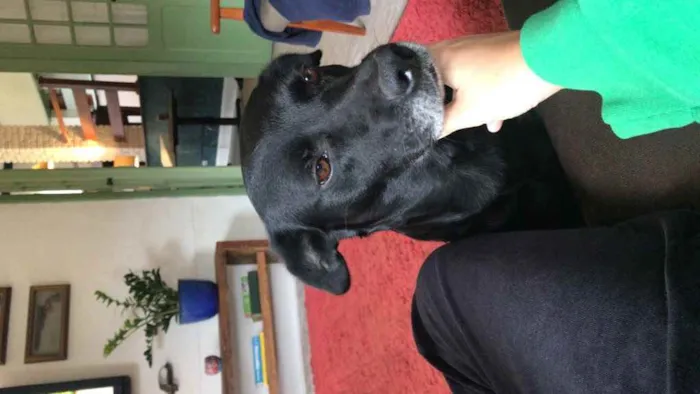 Cachorro raça SRD idade 6 ou mais anos nome Nina