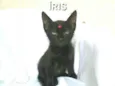 Íris 