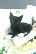Gato raça  idade 2 a 6 meses nome Íris 