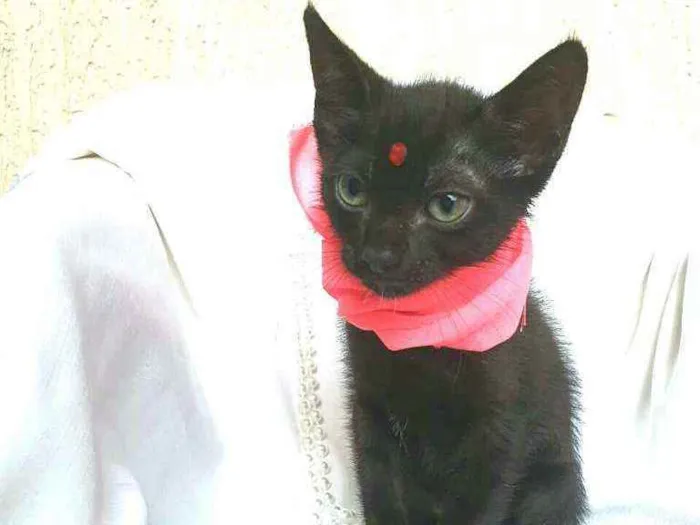 Gato raça  idade 2 a 6 meses nome Íris 