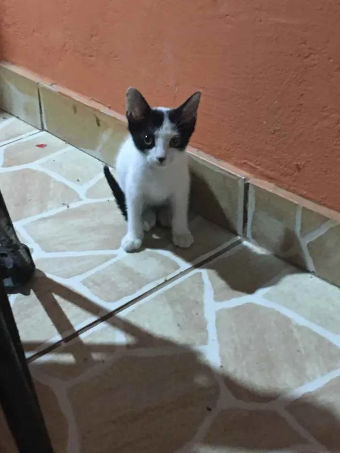 Gato ra a Indefinida  idade 2 a 6 meses nome Sem nome 