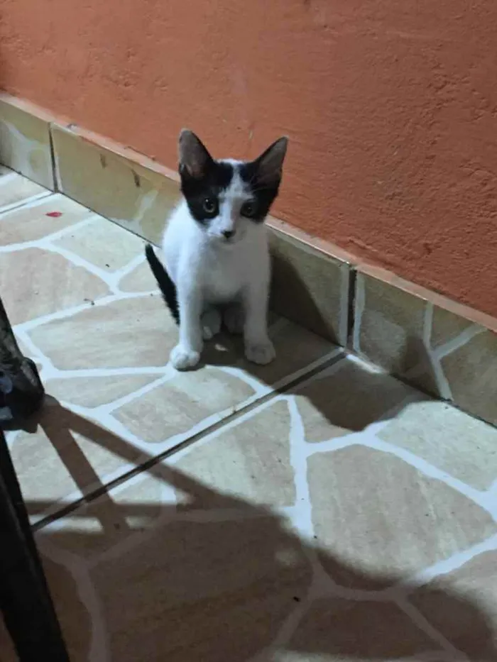 Gato ra a Indefinida  idade 2 a 6 meses nome Sem nome 