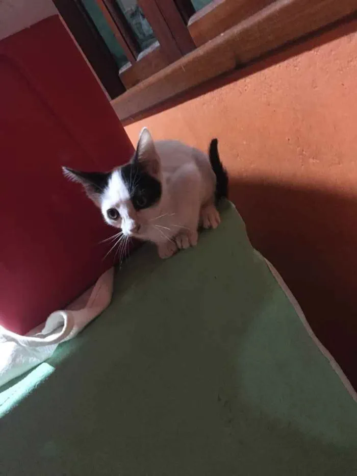 Gato ra a Indefinida  idade 2 a 6 meses nome Sem nome 