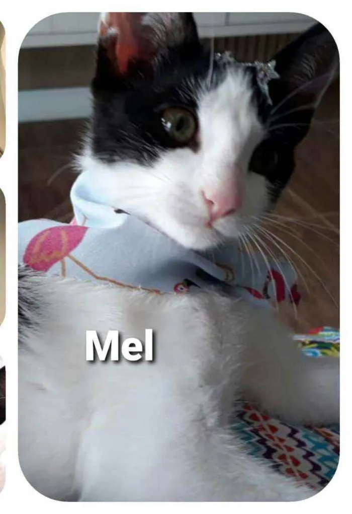 Gato raça  idade 2 a 6 meses nome Mel filhote 