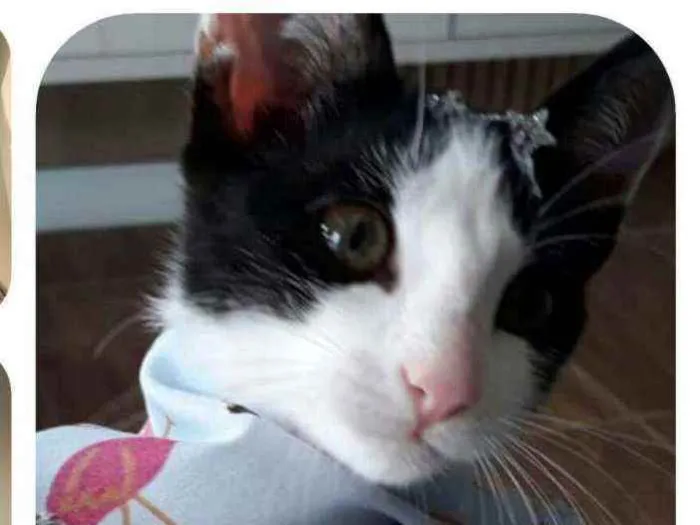 Gato raça  idade 2 a 6 meses nome Mel filhote 