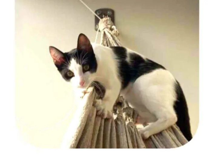 Gato raça  idade 2 a 6 meses nome Mel filhote 