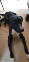 Dino