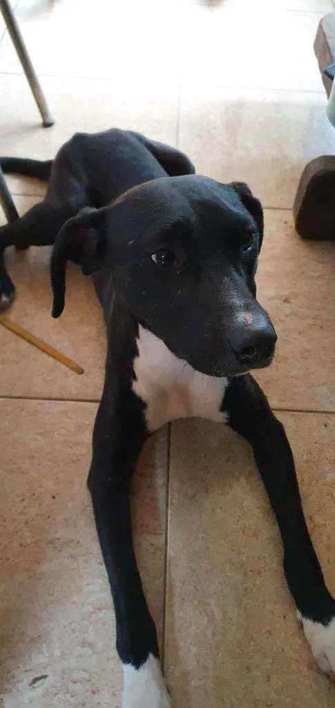Cachorro raça Pit Bull ou misturado com pit  idade 2 a 6 meses nome Dino