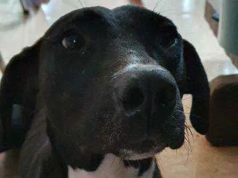 Cachorro raça Pit Bull ou misturado com pit  idade 2 a 6 meses nome Dino
