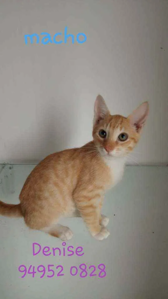 Gato raça Srd idade 2 a 6 meses nome Sucrilos