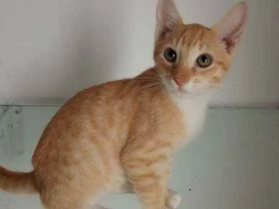 Gato raça Srd idade 2 a 6 meses nome Sucrilos