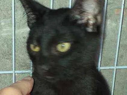 Gato raça Srd idade 2 a 6 meses nome Ônix