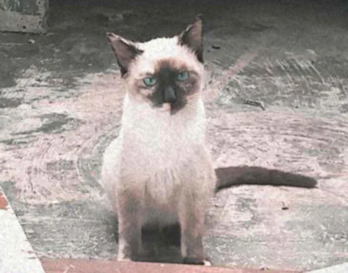Gato ra a - idade 2 a 6 meses nome Ophelia