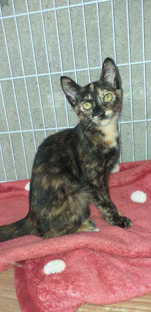 Gato raça Srd idade 2 a 6 meses nome Mel