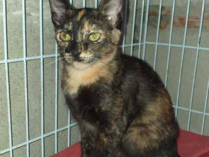 Gato raça Srd idade 2 a 6 meses nome Mel