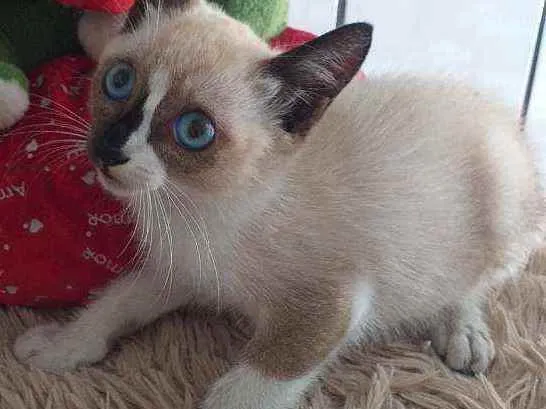 Gato raça Srd idade 2 a 6 meses nome Léo