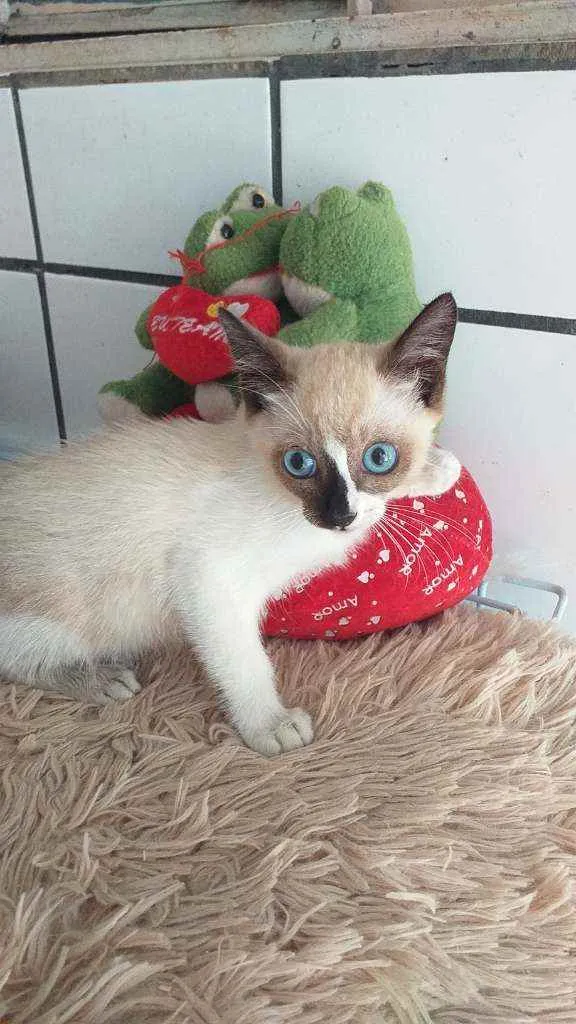 Gato raça Srd idade 2 a 6 meses nome Léo