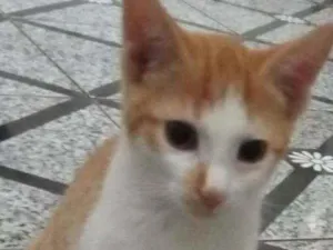 Gato raça Srd idade 2 a 6 meses nome Jimmy