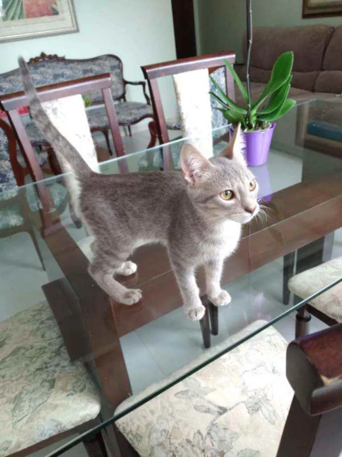 Gato ra a S.R.D. idade 2 a 6 meses nome Grey