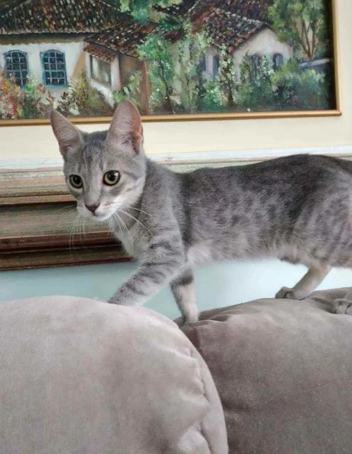 Gato ra a S.R.D. idade 2 a 6 meses nome Grey