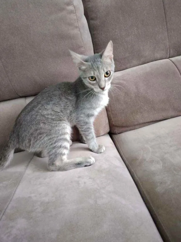 Gato ra a S.R.D. idade 2 a 6 meses nome Grey
