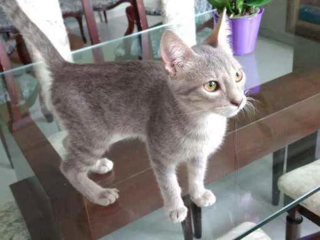 Gato ra a S.R.D. idade 2 a 6 meses nome Grey