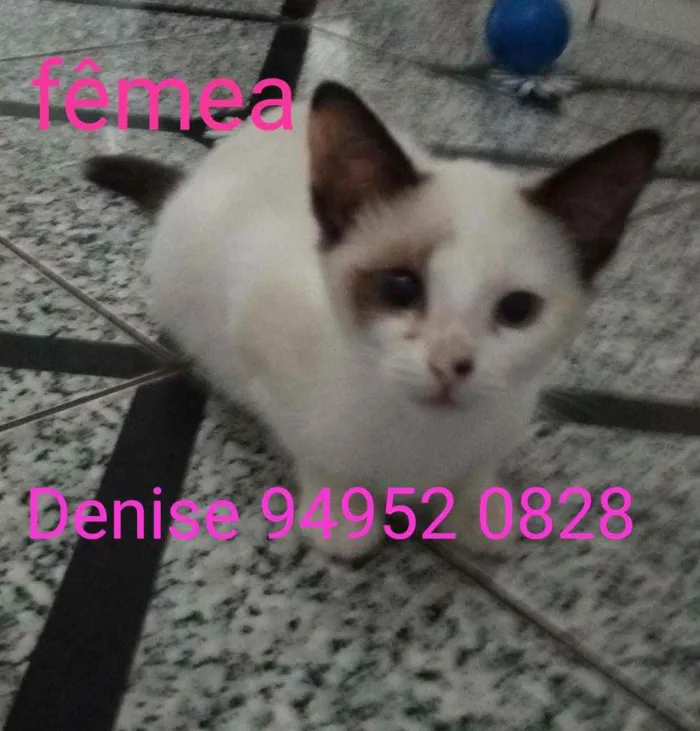 Gato raça Srd idade 2 a 6 meses nome Alice