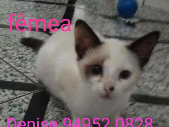 Gato raça Srd idade 2 a 6 meses nome Alice