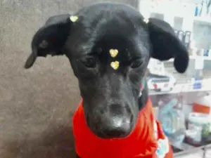 Cachorro raça Mestiça  idade 2 a 6 meses nome Amora 