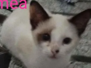Gato raça Srd idade 2 a 6 meses nome Alice