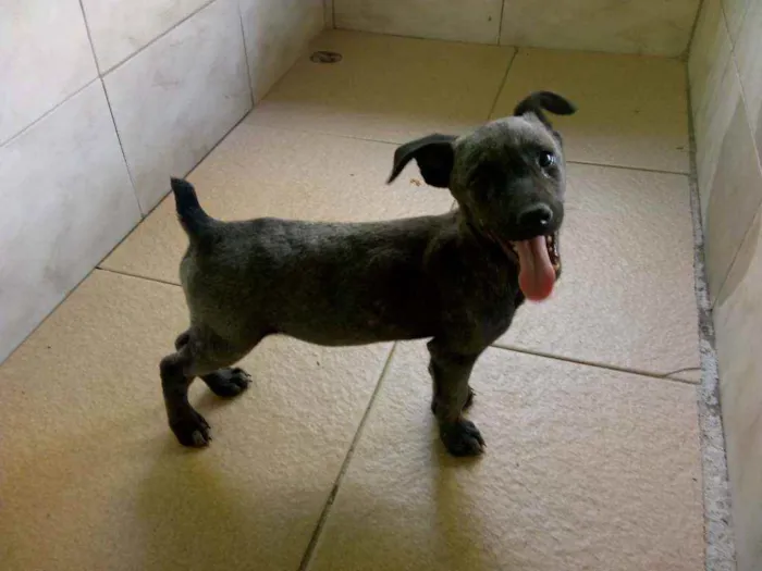 Cachorro raça SRD idade 2 a 6 meses nome Lilith