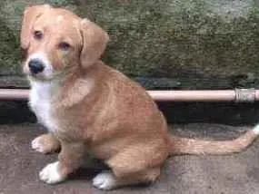 Cachorro raça Mestiço de Labrador idade 2 a 6 meses nome Skay