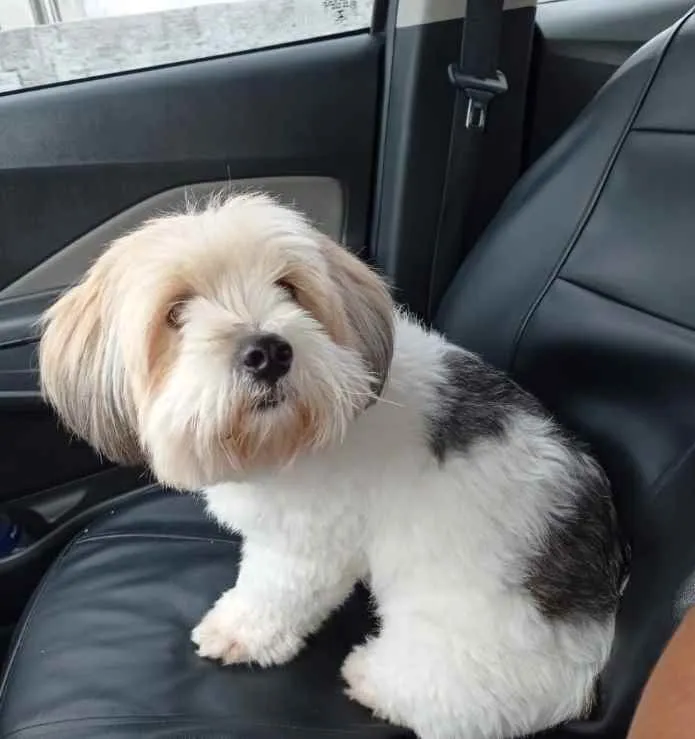 Cachorro ra a Srd idade 1 ano nome Roy