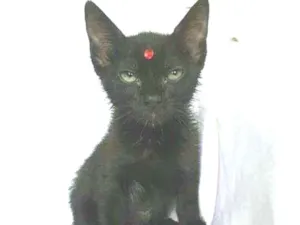 Gato raça  idade 2 a 6 meses nome Íris 