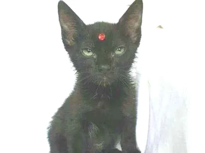 Gato raça  idade 2 a 6 meses nome Íris 