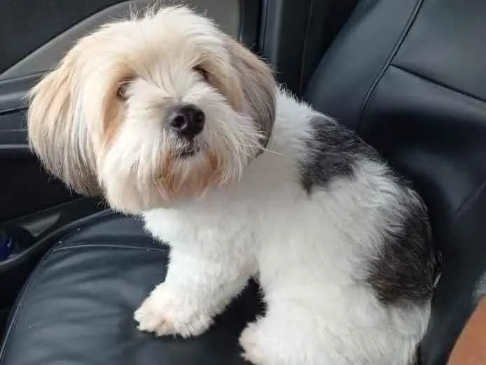 Cachorro ra a Srd idade 1 ano nome Roy
