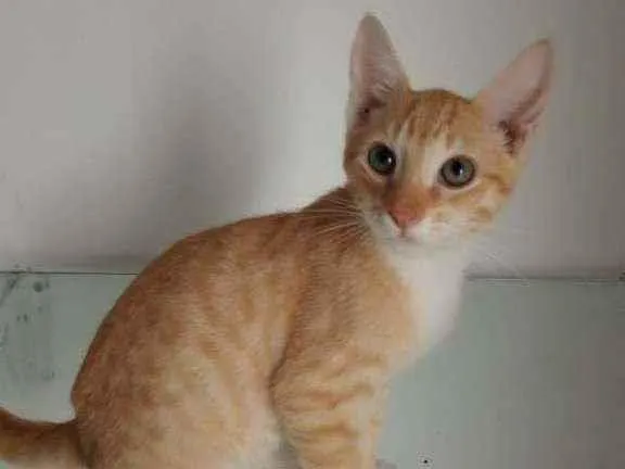 Gato raça Srd idade 2 a 6 meses nome Sucrilos